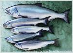 Spawning Sockeye Salmon