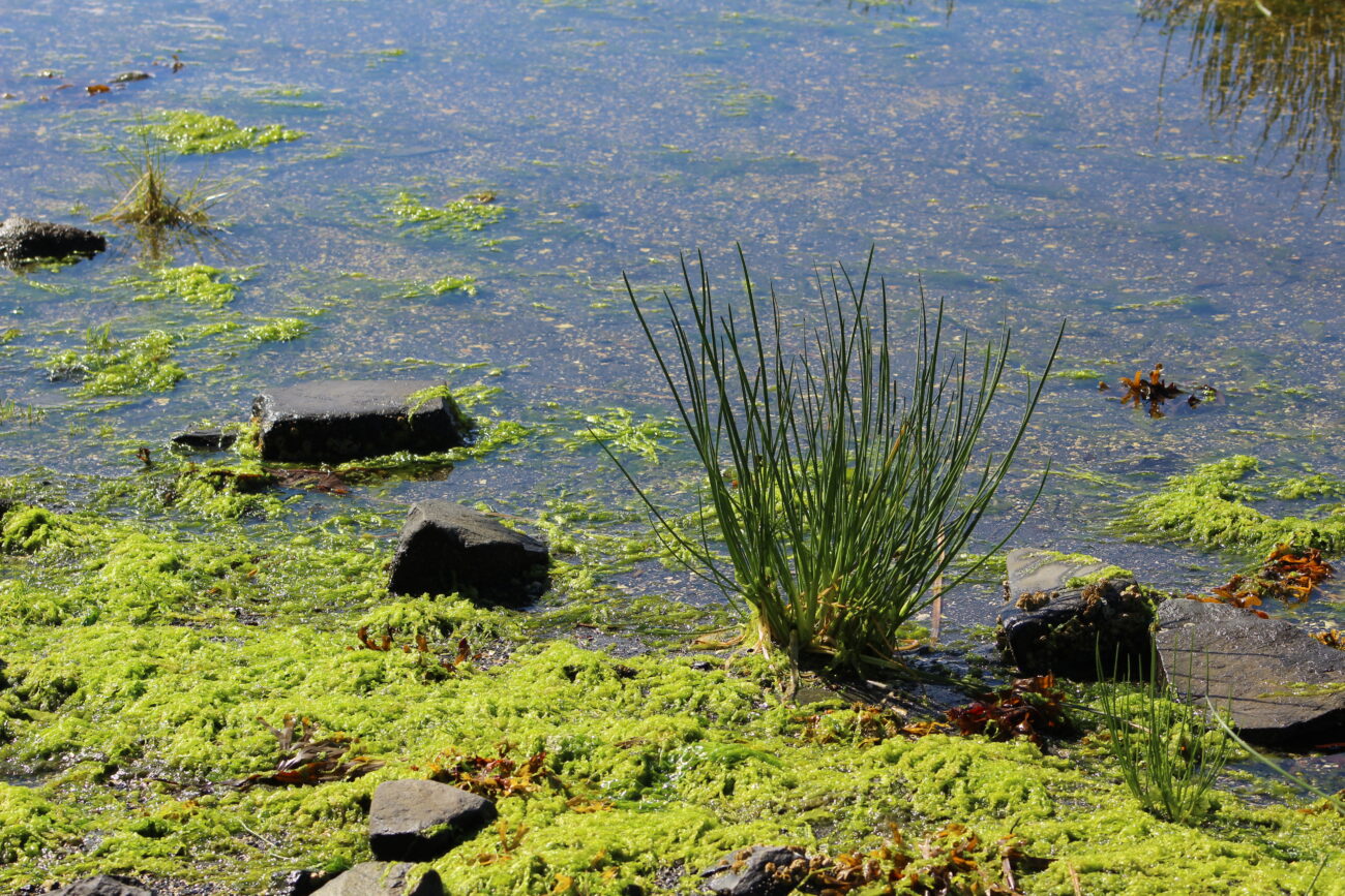 Kelp help: Study shows clean-water benefits of kelp - KSTK