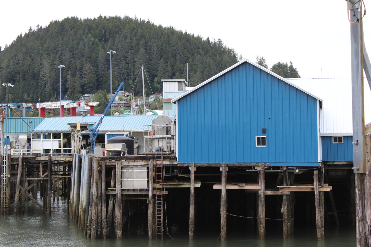 Processing salmon fish at the local Petersburg Cannery in Alaska